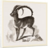 Ibex by Anonymous