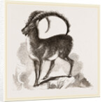 Ibex by Anonymous