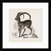 Ibex by Anonymous