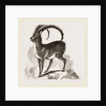 Ibex by Anonymous