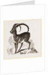 Ibex by Anonymous