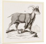 Aoudad or Kebsch by Anonymous