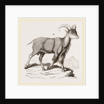 Aoudad or Kebsch by Anonymous