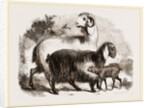 Long-eared Syrian Goats by Anonymous
