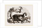 Long-eared Syrian Goats by Anonymous