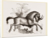 Gnu by Anonymous