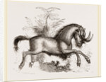 Gnu by Anonymous