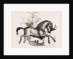 Gnu by Anonymous
