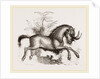 Gnu by Anonymous