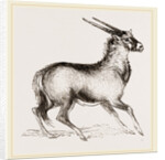 Oryx by Anonymous
