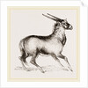 Oryx by Anonymous