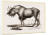 Gnu by Anonymous