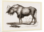 Gnu by Anonymous