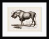 Gnu by Anonymous
