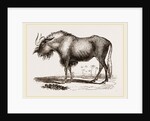 Gnu by Anonymous