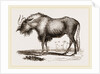 Gnu by Anonymous