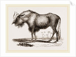 Gnu by Anonymous