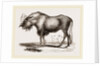 Gnu by Anonymous