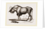 Gnu by Anonymous
