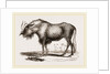 Gnu by Anonymous