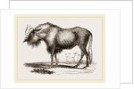 Gnu by Anonymous