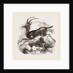 Blauwbok by Anonymous