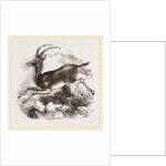 Blauwbok by Anonymous