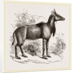 Nyl-ghau by Anonymous