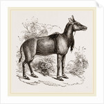 Nyl-ghau by Anonymous