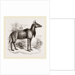 Nyl-ghau by Anonymous