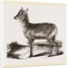 Koba by Anonymous