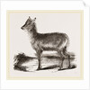 Koba by Anonymous