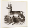 Prongbuck by Anonymous