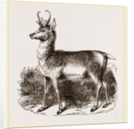 Prongbuck by Anonymous