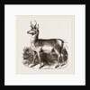 Prongbuck by Anonymous