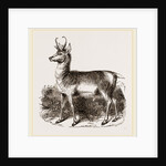 Prongbuck by Anonymous