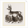 Prongbuck by Anonymous