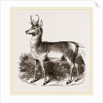 Prongbuck by Anonymous
