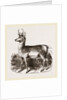 Prongbuck by Anonymous