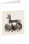 Prongbuck by Anonymous