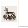 Prongbuck by Anonymous