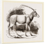 Abu Harb by Anonymous