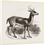 Reitbok by Anonymous