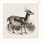 Reitbok by Anonymous