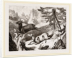 Hunting the Chamois by Anonymous
