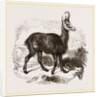 Chamois by Anonymous