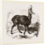 Chamois by Anonymous