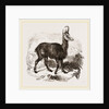 Chamois by Anonymous