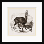Chamois by Anonymous