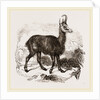 Chamois by Anonymous